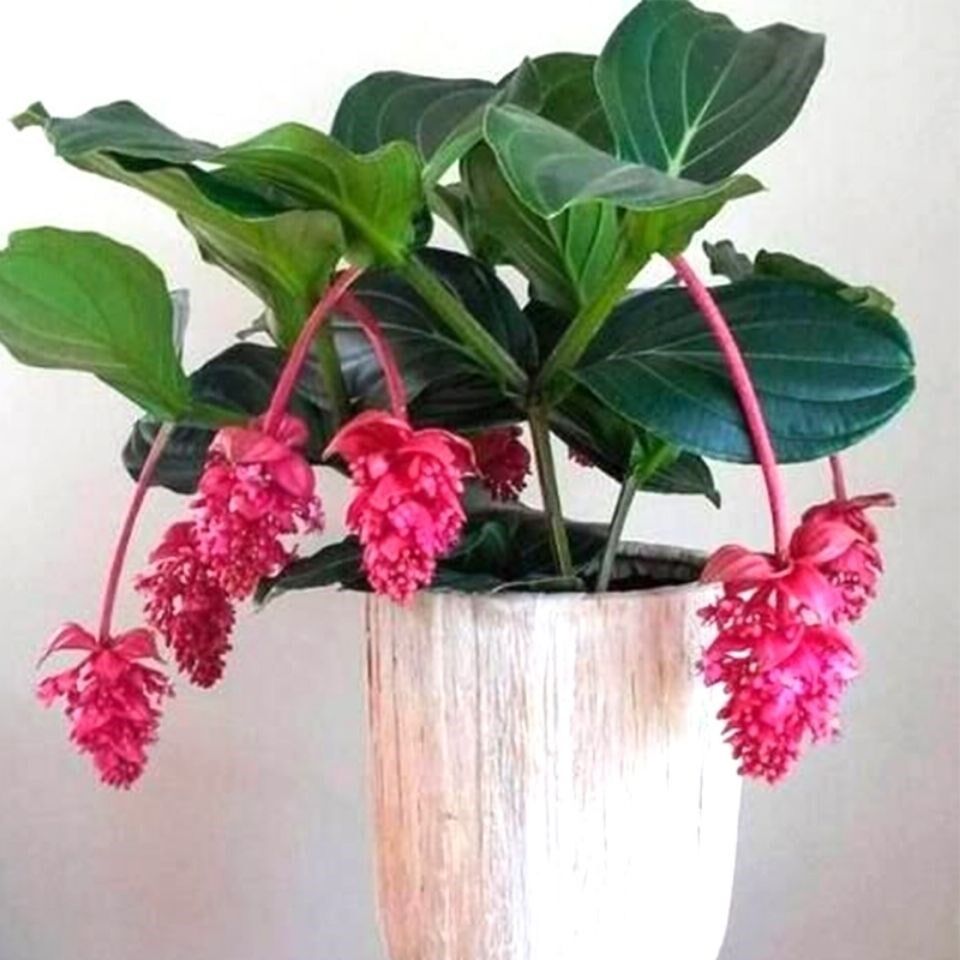 Paula Lights Flower Pot plant with flower bud Pauline Lights flower Miao Baolian lamp plant Baolian lamp Flower Large basin 4 Flower Indoor