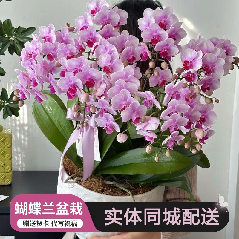 Same-City Delivery in Xi'An: New Year's Orchids, Real Flower Potted Plants, Zhouzhi, Gaoling, Lantian, Huixian, Opening Ceremonies, Housewarming, Green Plants