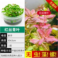 【Нет улитки, нет водорослей красный шелк и зеленые листья