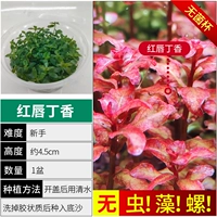 【Нет улитки, нет водорослей красных губ гвоздики