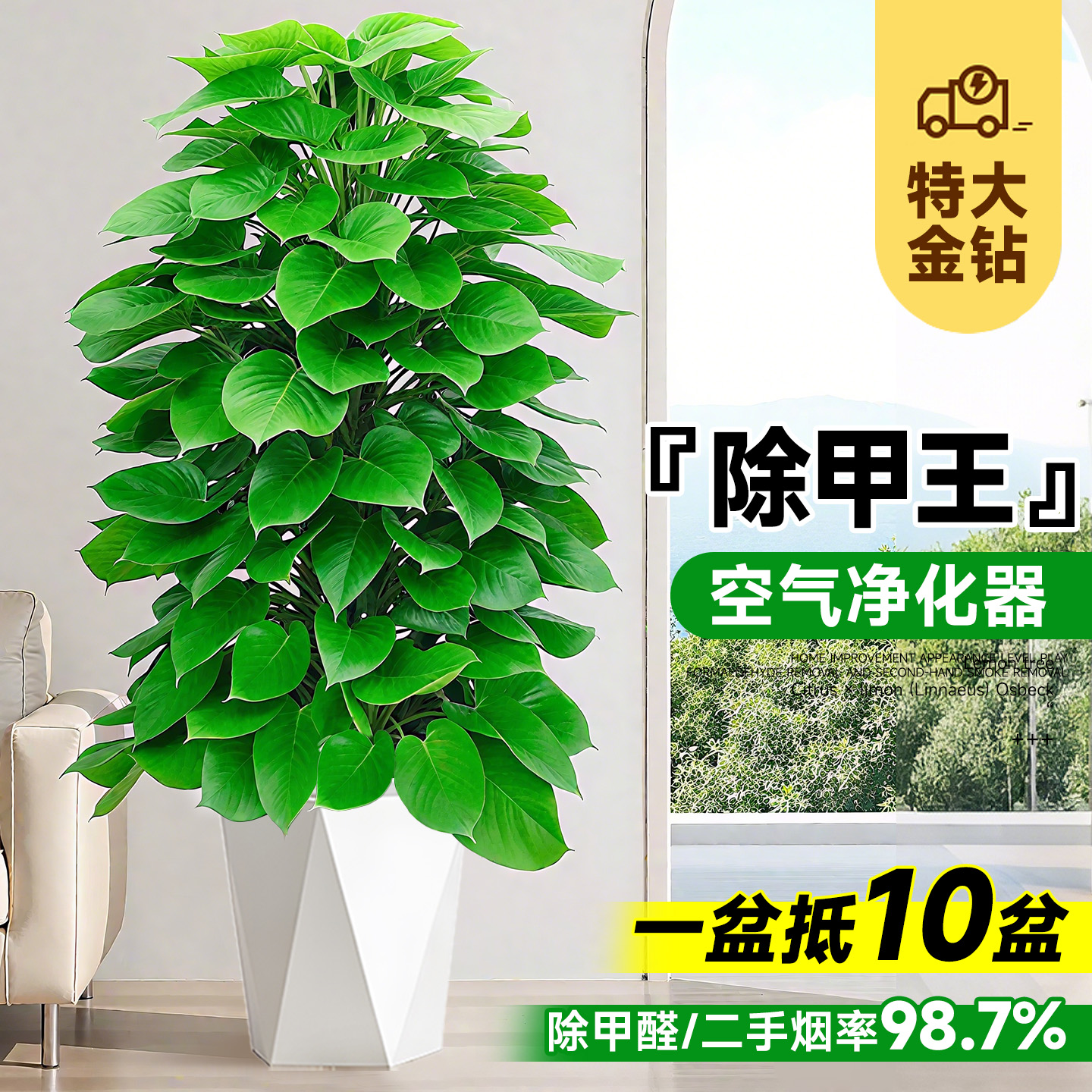 大叶绿萝柱:办公绿植新宠,净化空气的秘密卫士
