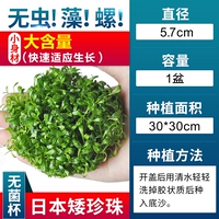 【Нет водорослей, нет никаких перспективных перспектив】 Японские карликовые жемчужины