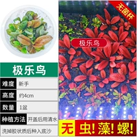 【Нет улитки, нет водорослей -птицы блаженства