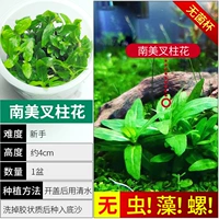 【Нет улитки, нет водорослей южноамериканская вилка цветок