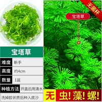 【Нет улитки, нет водорослей, маленькая баота