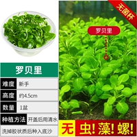 【Нет улитки, нет водорослей Robery