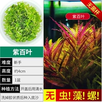 【Нет улитки, нет водорослей фиолетового листа