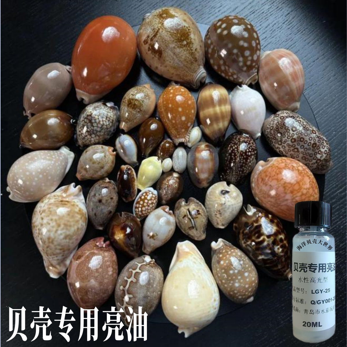 天然の貝殻と巻貝の光沢オイル。DIYの貝殻工芸品、貝殻絵画、フォトフレーム、そして輝きを高めるのに最適です。