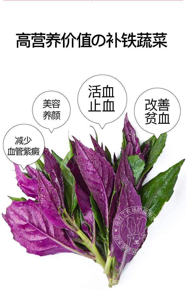天然补血紫背菜种子天葵血皮菜红凤菜四川特色营养观音菜蔬菜种籽-阿里巴巴