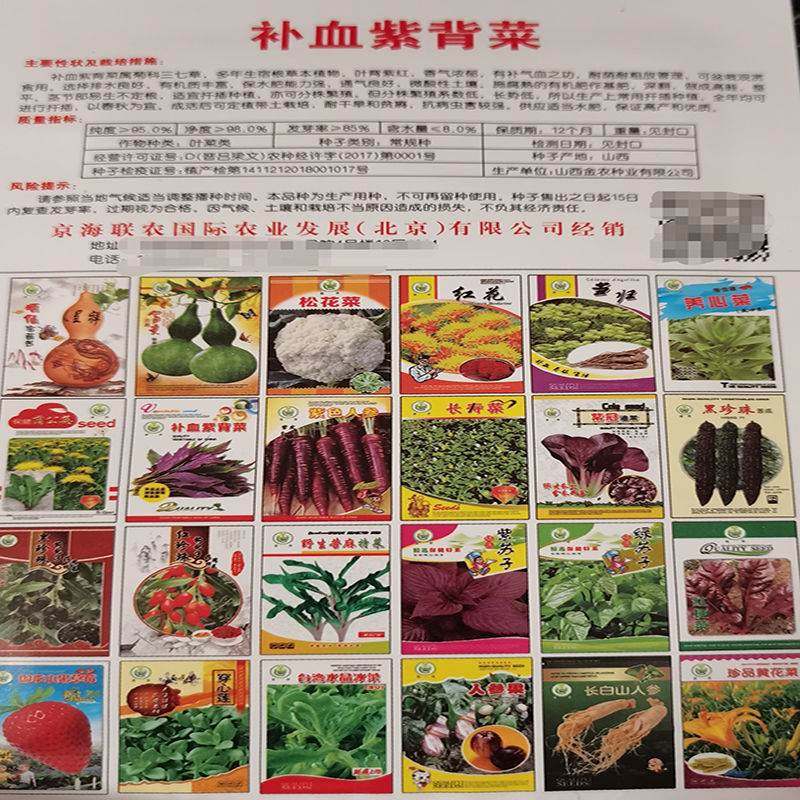 天然补血紫背菜种子天葵血皮菜红凤菜四川特色营养观音菜蔬菜种籽-阿里巴巴