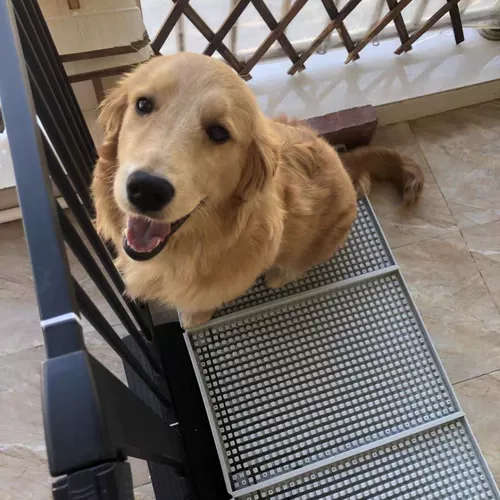 Собачья туалет непосредственно разряжать канализационные кастрюли с мочой горшок с мочой маленькая собака средняя собака большая собака кошачья туалет кошачьи кошка горшок