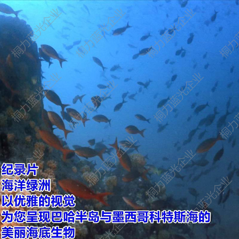 Documentary Ocean Oasis HD Mandarin, SD Chinese and English subtitles can be watched online and downloaded