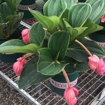 Baolian lamp flower pot plant with flower bud flower lotus flower Miao Potted plant Pauline lamp upside down hanging Admiralty potted fry indoor potted plant