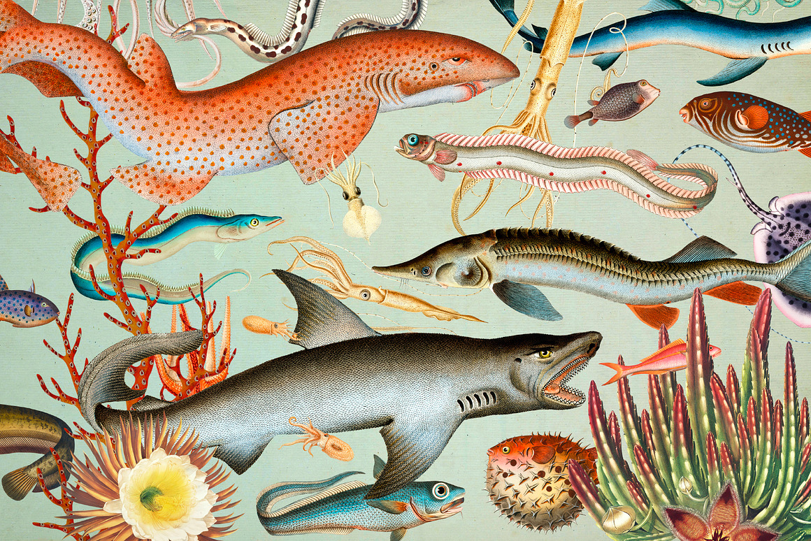 Vintage Nature Collage Creator, an Object Graphic.jpg