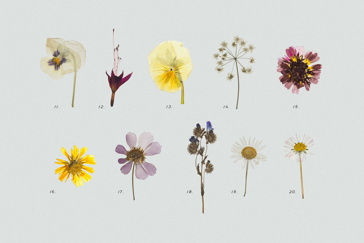 BUNDLE - Dry Flowers  Leaves, an Object Graphic by.jpg