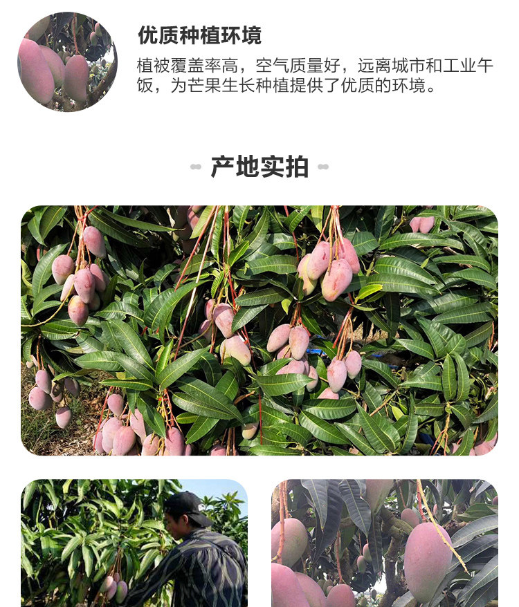 盒马鲜生 海南贵妃芒 2斤 单果70g+ 图8