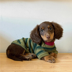 Dachshund Dog Clothes Small Dog Autumn and Winter New Cat Clothes Green Striped Two-Legged Clothes Cute Vest