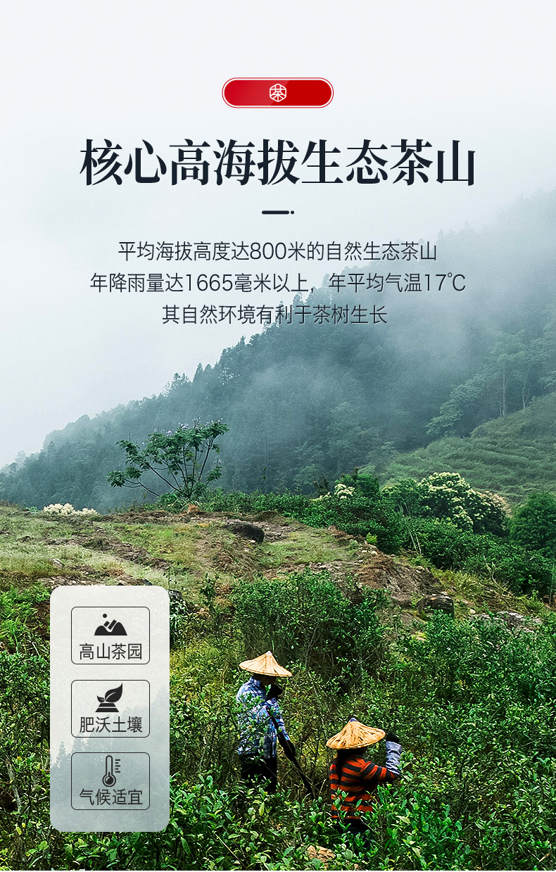 无忌大红袍金骏眉乌龙茶11罐礼盒装