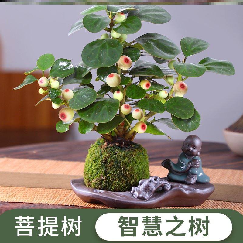 Xiao Xi Bodhi Tree Pot Leaf Plant Four Seasons Evergrance and Support Office Desktop Green Flower Recruitment