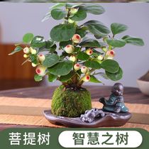Xiao Xi Bodhi Tree Pot Leaf Plant Four Seasons Evergrance and Support Office Desktop Green Flower Recruitment