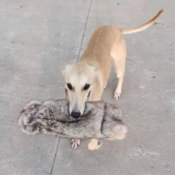 训犬细犬猛犬如何挑选适合的假兔子训练神器?2025年智能化趋势下必备指南