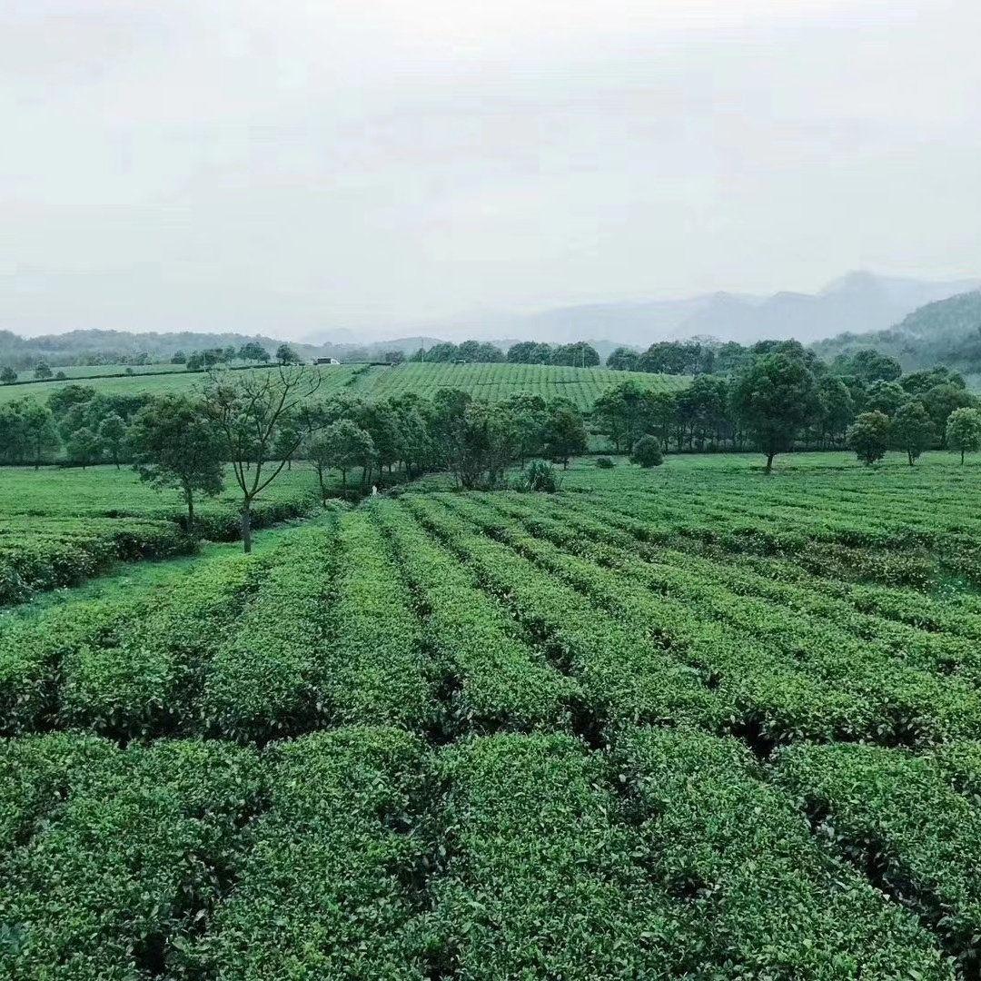 沂蒙茶坊的LOGO