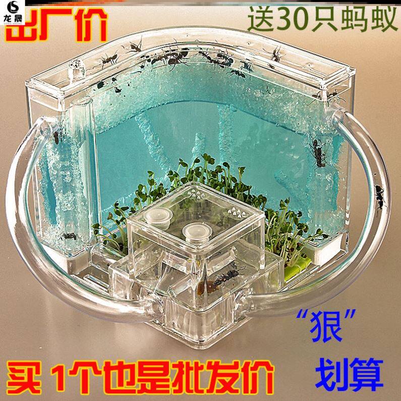 Nestled boy raising ant breeding box villa Ant workshop observation box pet house nest ecology