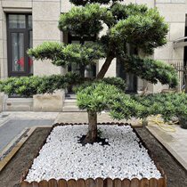 Courtyard landscape pebble large crafts natural white stone paved fish tank multi-potted pot paved household