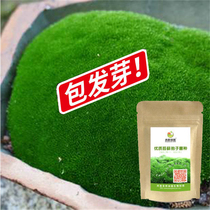 Mosses Spore Powder Grass Seed Bonsai Micro Landscape Flower Pot Pavement Sunproof Rock Attached Stone Artificial Mosses