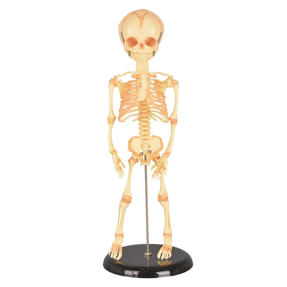 大普28cm婴儿骷髅骨骼骨架模型人骨素描院校教学幼儿骨骼全身展示