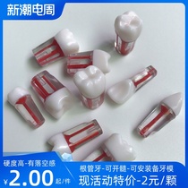 Dentist exam practice oral root canal isolated tooth pulp tooth granules resin with pulp cavity tooth artificial teeth five pieces