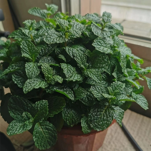 Парфюмея Минта Семена четыре сезона легко проживать семена семян семян.