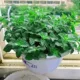 Liulan Mint 1000 капсул+удобрения почвы горшка [купить 2 Get 1 Get 1]