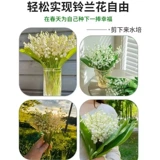 Lumania SEDENTINGS SEATED SANTING BALL SEEDES SEEDS FOUR SEASONS Цветлые цветы и растения в помещении и на открытом воздухе, холодные и замораживающие