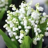 Lumania SEDENTINGS SEATED SANTING BALL SEEDES SEEDS FOUR SEASONS Цветлые цветы и растения в помещении и на открытом воздухе, холодные и замораживающие