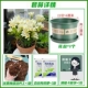 A11 светло -желтый Xiangxuellan 10+ [Potting Pound Compertizer