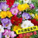 Импортированные Xiangxuellan размножающие шарики, тяжелые лепестки, маленькие канглан, цветущие в четырех сезонах, хороший вид с цветочным шариком корень для цветов.