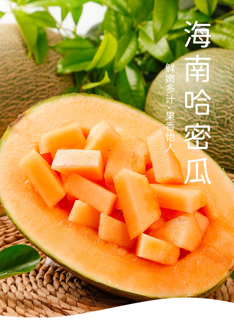 海南哈密瓜 5斤 当季现摘 图1