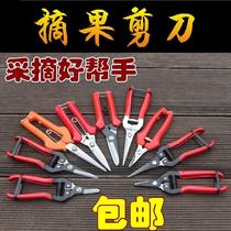 Cutting scissors household fruit orchard orange fruit tree grape scissors pruning small scissors for orange fruit picking