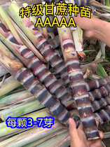 Fruit black-skinned sugarcane seedlings seedlings planted in the north and south white jade yellow-skinned crispy belt spores Guangxi sugarcane seedlings