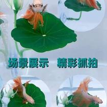 Bed small leaves avoid fish tank leaves betta fish simulation leaves sleep aquatic plants rest spawn lazy man-made landscaping decoration house