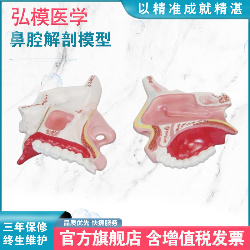 弘模HOM/XC309鼻腔解剖模型人体鼻子内部结构展示外鼻、鼻腔、鼻副窦 卫生课程直观教具