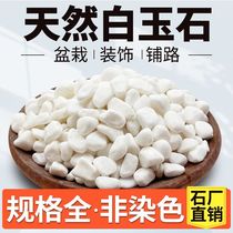 Small white pebbles succulent paving stone flower cultivation pebbles rain flower stone fish tank landscaping potted plants courtyard paving paving