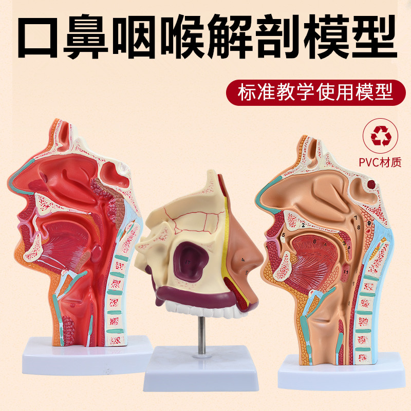 人体鼻腔解剖模型耳鼻喉科医学教学模型鼻子口腔鼻部结构组织模型