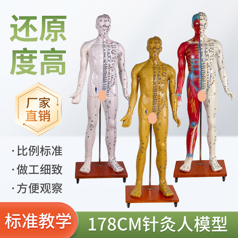 人体穴位模型178CM半肌肉显示针灸模型肌肉解剖 成人1：1经络模型