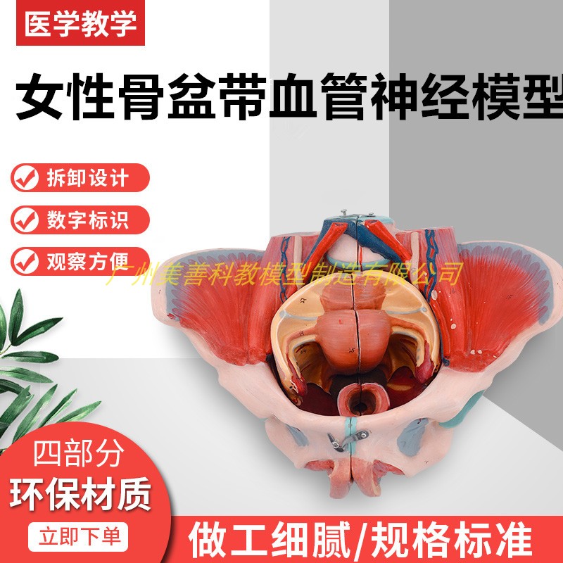 女性人体骨盆附生殖器官血管神经肌肉解剖分娩演示教学盆底肌模型