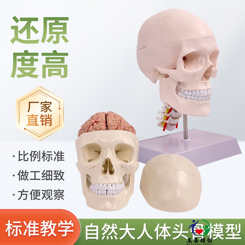 一比一医学仿真骷髅人体头骨模型 头颅骨解剖标本 1比1真人大小
