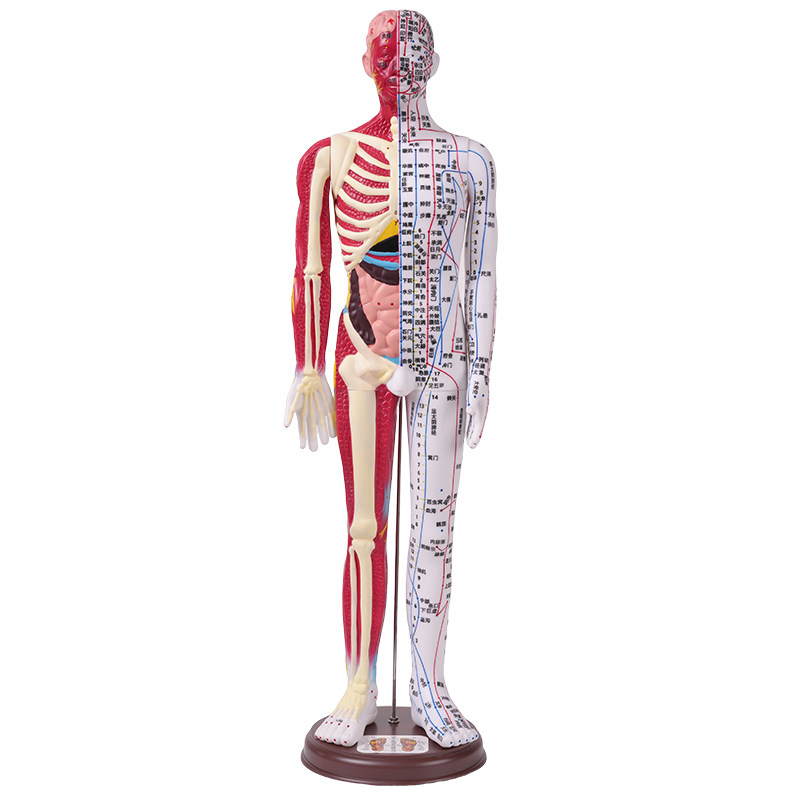 60-85cm Human Acupuncture Model Half-Skin Half-Muscle Skeletal Internal Organs Anatomy Traditional Chinese Medicine Meridian Acupoints High-Definition