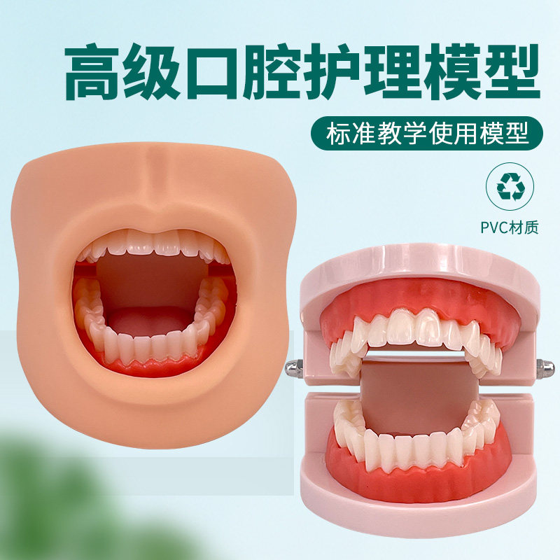 高级口腔清洁模型（带脸颊）口腔清洁模型 保健模型 口腔牙护理