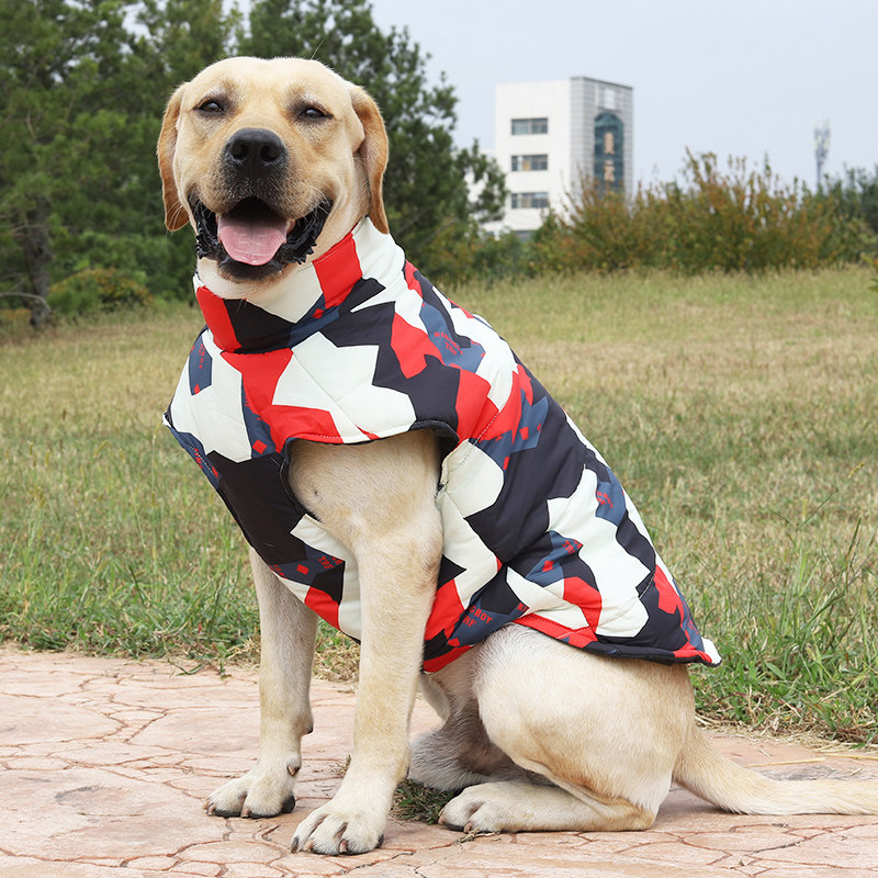 Big Dog thickens cotton clothes gold hair and bradora horse Samoyed huge Rovina red